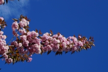 Rosa Kirschblütenzweig vor blauen Himmel 3