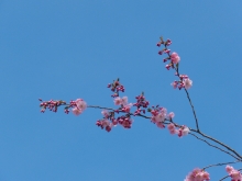 Rosa Kirschblütenzweige vor blauen Himmel