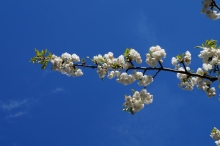 Weißer Kirschblütenzweig vor blauen Himmel