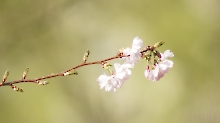 Zweig der Kirschblüte