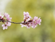 Zweig mit rosa Kirschblüten