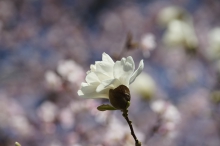 Frrülingschönheit-Magnolie