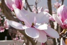 Frühlings-Schöneheit Magnolienblüte