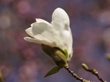 Frühlingschönheit weiße Magnolie