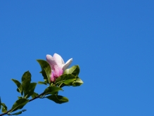 Magnolienblüte im Mai