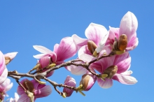 Magnolienblüten vor blauen Himmel