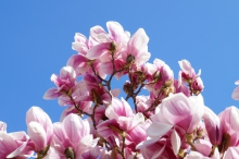 Magnolienpower vor blauen Himmel