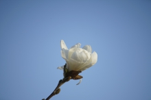 Magnolienweiß am Frühlingshimmel