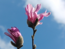 Rosa Magnolien vor blauen Himmel