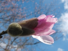 Rosa Magnolienknospe vor blauen Himmel