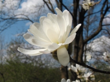 Weiße Magnolien Blüte 1