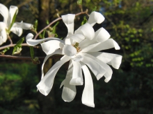 Weiße Magnolien Blüte 2