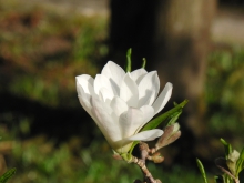 Weiße Magnolien Blüte 3