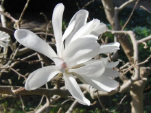 Weiße Magnolien Blüte 4