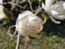 Weiße Magnolien Blüte 5