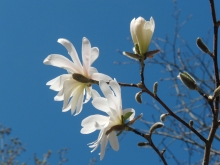 Weisse Magnolien vor blauen Himmel 2