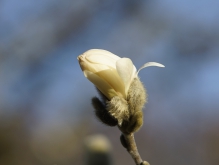 Weiße Magnolienknospe