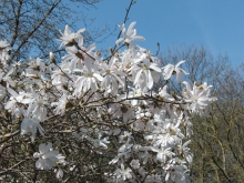 Weiße Magnolienzweige