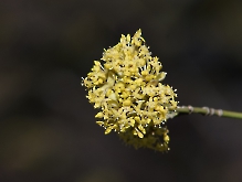 Blüte der Kornelkirsche