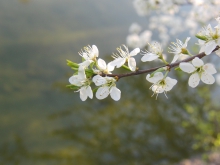 Frühlingsblüten übern See