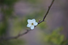Kleine weiße Blüte