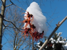 Blüten unter Schneehaupe
