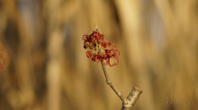 Rote Hamamelidaceae Blüten