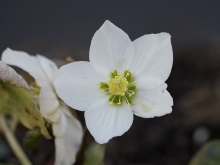 Christrose weiße Blüte