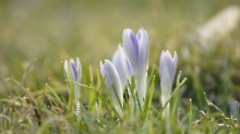 Die Elfenkrokusse sind schon da