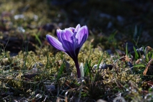 Frühlings Diva in violett-weiß