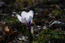 Frühlings Diva in weiß-violett