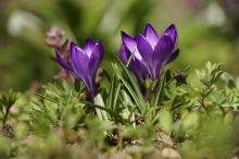 Frühlingserwachen in lila