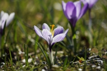 Frühlingsgruß in weiß-lila