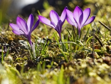 Frühlingsleuchten in lila