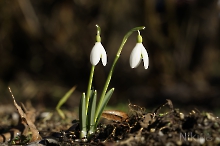 Sie leuten den Vorfrühling ein