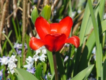 Kleine rote Tulpe