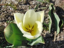 Kleine Tulpe weiß
