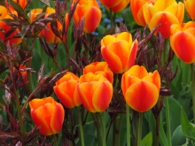 Orange Tulpengruppe