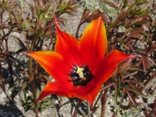 Schöne rote Tulpe
