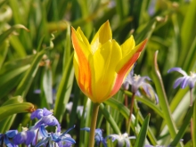 Tulpe gelb-orange