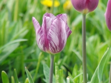 Tulpe lila weiss