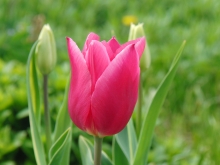 Tulpe pink 1