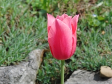 Tulpe pink 2
