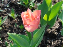 Tulpe rose
