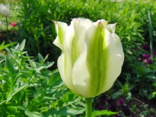 Tulpe weiss-grün 1