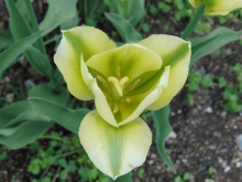 Tulpe weiss-grün 2