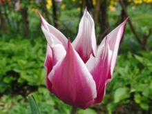 Tulpe weiss-pink 1