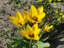 Tulpengruppe gelb-orange