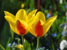 Tulpenpaar gelb-orange
