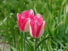 Tulpenpaar weiss-rosa
